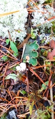 Peltigera malacea