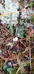 Peltigera malacea