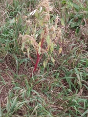 Persicaria lapathifolia