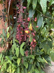 Thunbergia mysorensis