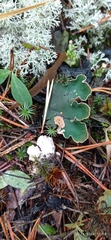Peltigera malacea