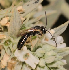 Lasioglossum
