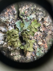 Melanelixia glabratula