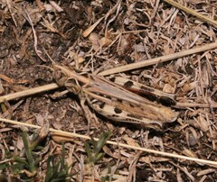 Dociostaurus brevicollis