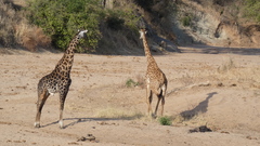 Giraffa camelopardalis tippelskirchi
