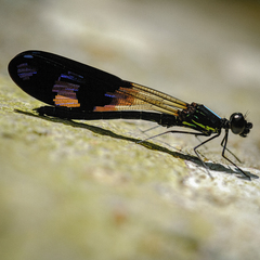 Aristocypha aino