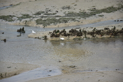 Egretta garzetta