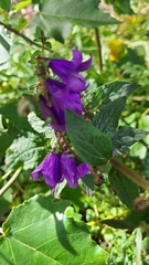 Campanula rapunculoides