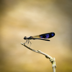 Aristocypha aino