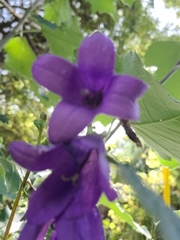 Campanula rapunculoides
