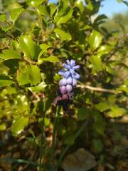 Muscari