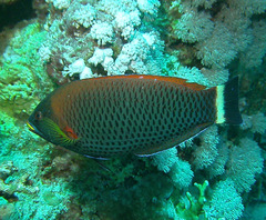 Pseudodax moluccanus