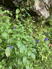 Stachytarpheta cayennensis