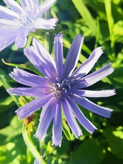 Cichorium intybus
