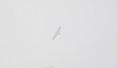 Neophron percnopterus