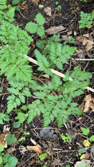 Anthriscus sylvestris