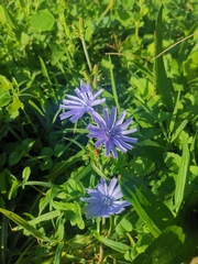 Cichorium intybus
