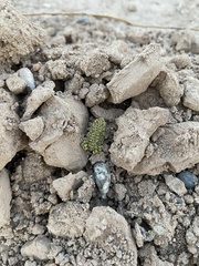 Anaxyrus debilis