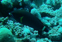 Pseudodax moluccanus