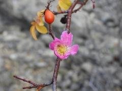 Rosa rubiginosa