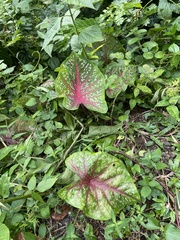 Caladium bicolor