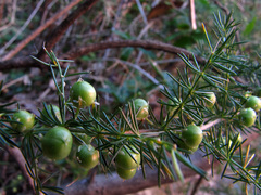 Asparagus acutifolius