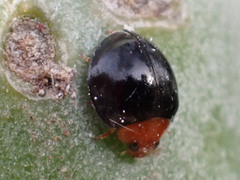 Exochomus nigripennis