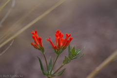 Bouvardia ternifolia