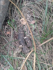 Vertebrata