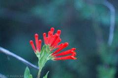 Bouvardia ternifolia