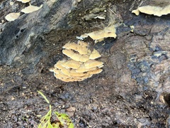 Cerrena zonata