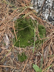 Dicranum montanum