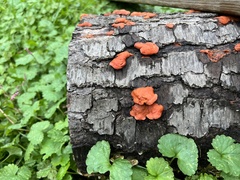 Cerrena zonata