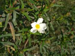Cistus monspeliensis