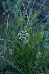 Asclepias asperula