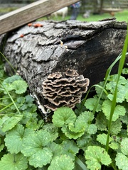 Cerrena zonata