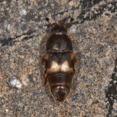 Carpophilus hemipterus