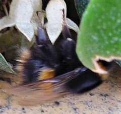 Bombus terrestris audax