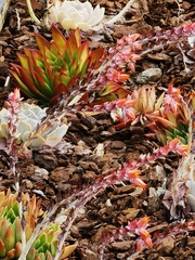 Echeveria agavoides