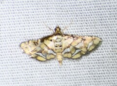 Hileithia magualis
