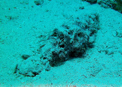 Scorpaenopsis barbata