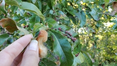 Neuroterus laurifoliae