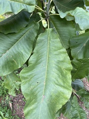 Magnolia macrophylla