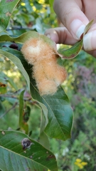 Neuroterus laurifoliae