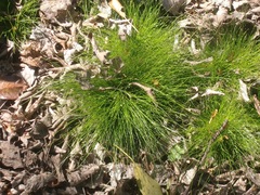 Isolepis cernua