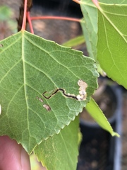 Stigmella salicis