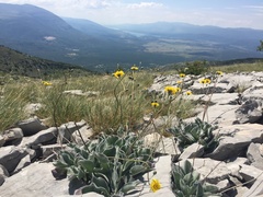 Hieracium waldsteinii