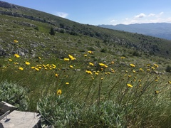 Hieracium waldsteinii