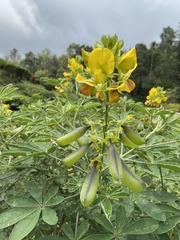 Crotalaria retusa