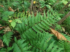 Dryopteris celsa